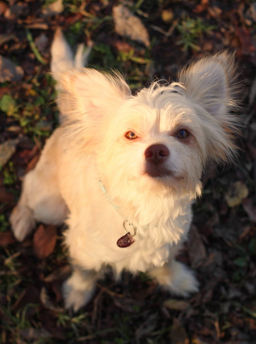 picture of the dog needing adoption
