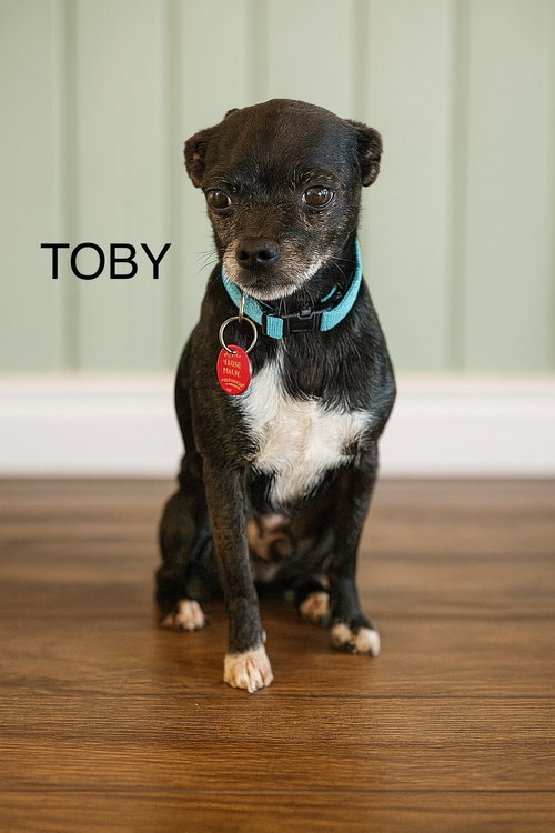 Toby