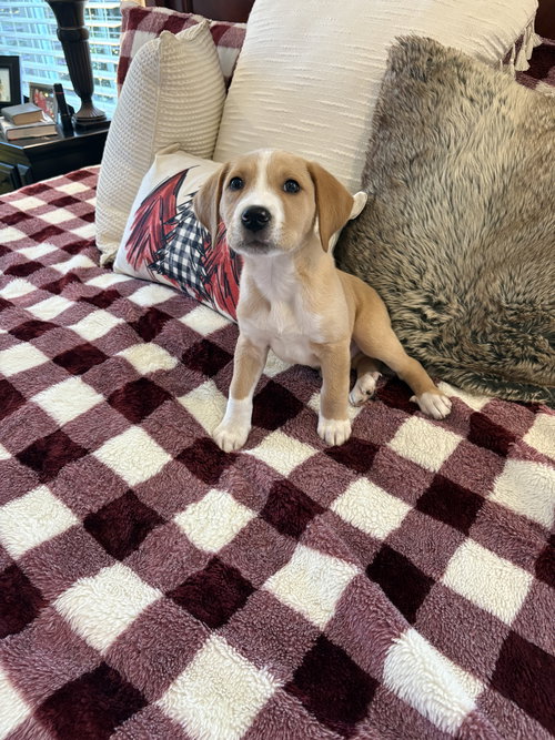 Wilbur
