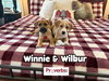 Wilbur