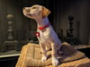 Wilma
