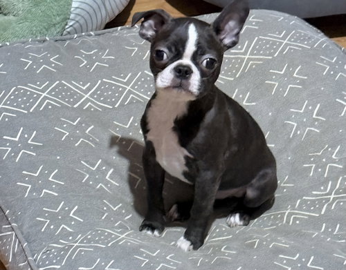 Milo