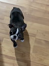 Milo
