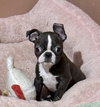 Milo