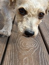 Rosie