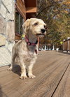 Rosie