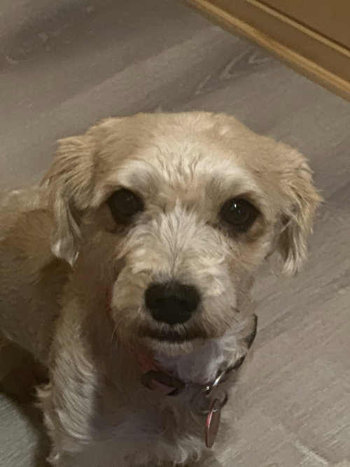 Rosie