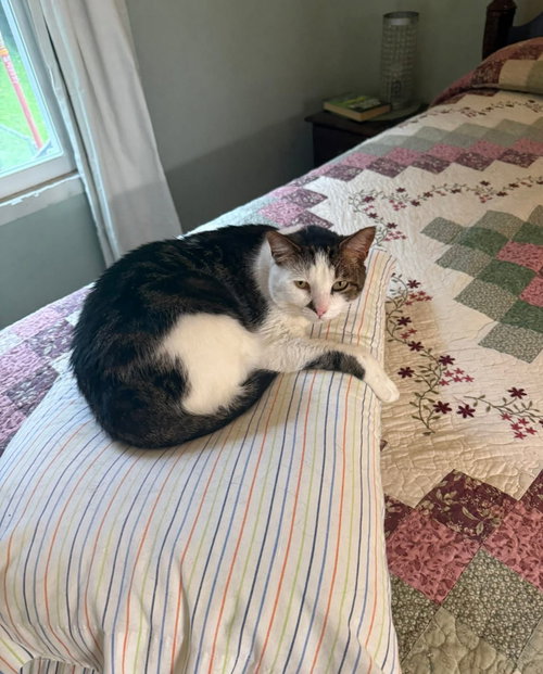 Leah, Young Domestic Short Hair / Mixed, cat for adoption in Nashville, Tennessee