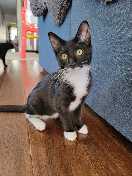 picture of the cat needing adoption