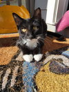 Smudge