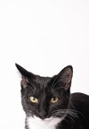 Smudge
