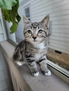 Tilly