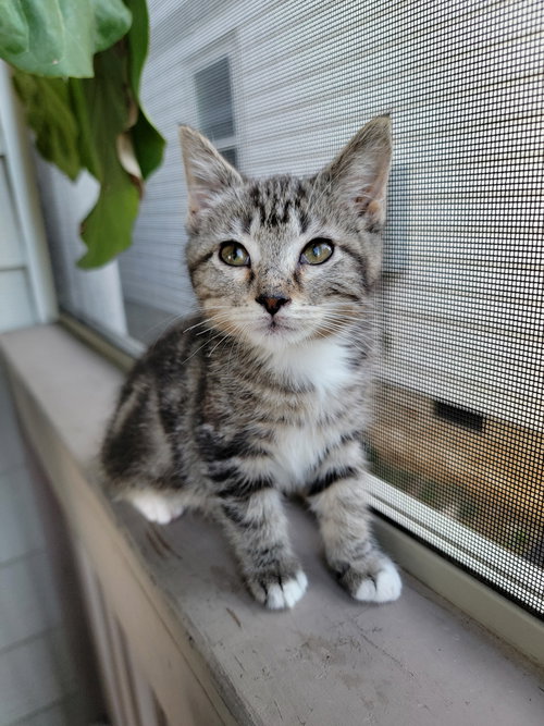 picture of the cat needing adoption
