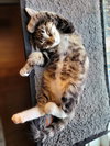 Tilly