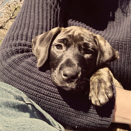 Nash