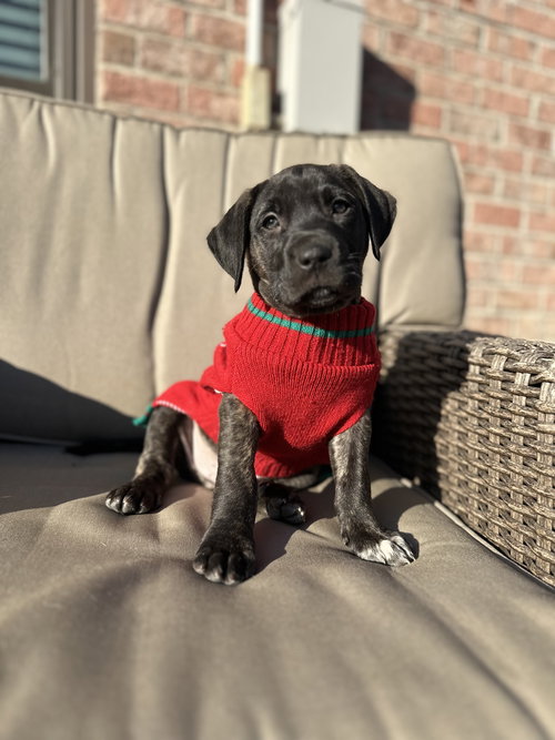 Victor