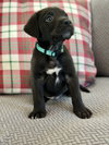 Murphy