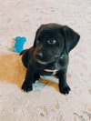 Murphy