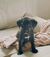 Murphy