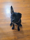 Tasha