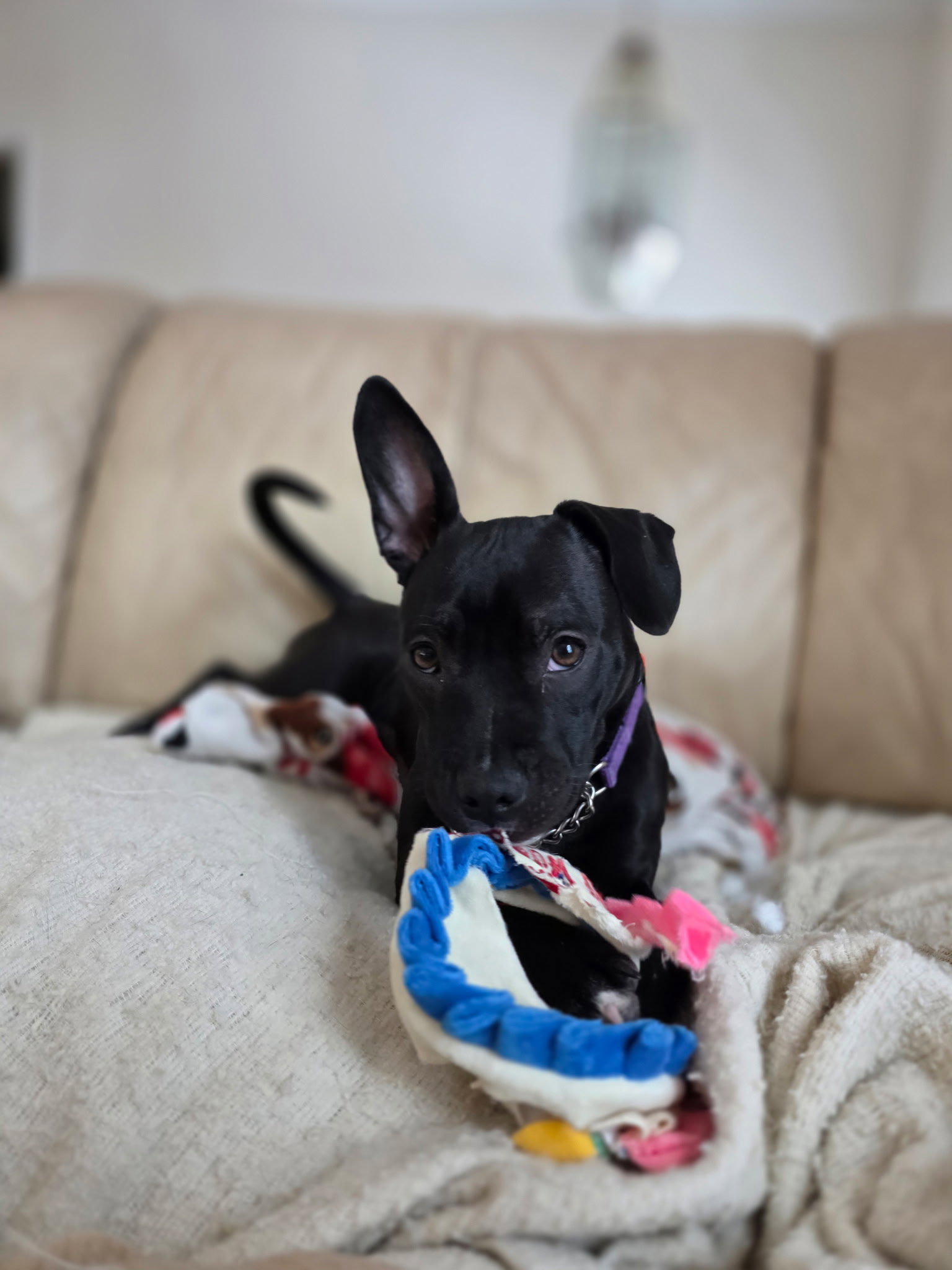 Tasha Image