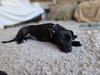 Tasha