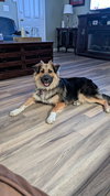 Benji