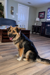 Benji