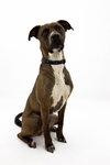 Finn (Jamon) - Photo 4