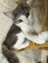 Annie Belle