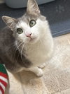 Ella