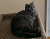 Bo
