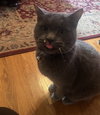 Bo