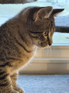 Comet
