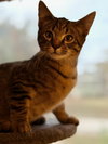 Comet