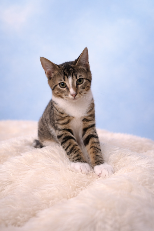 Mittens