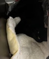 Mowgli