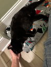 Mowgli