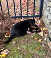 Mowgli - Photo 5