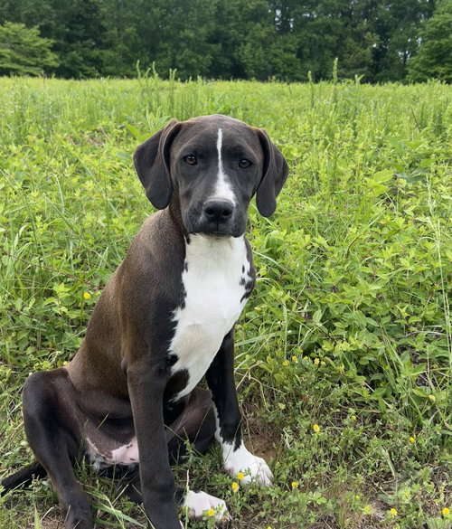 Jayla, an adoptable Pit Bull Terrier in Nashville, TN