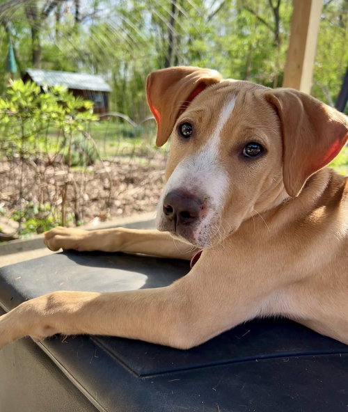 picture of the dog needing adoption