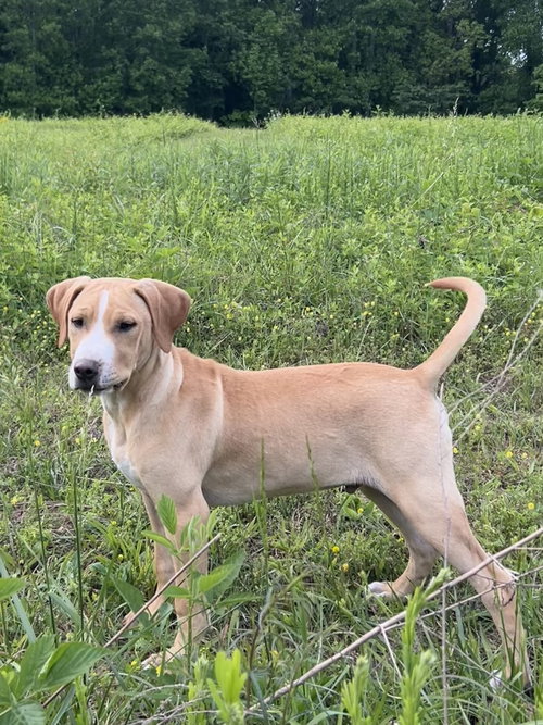 Jeremiah, an adoptable Pit Bull Terrier in Nashville, TN