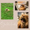 Goldilocks