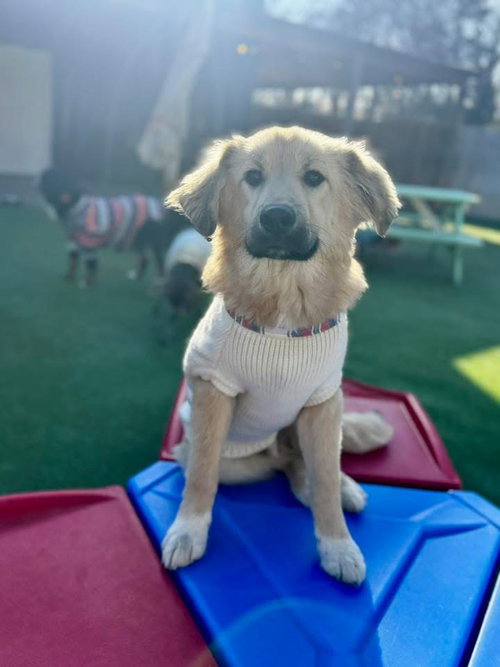 Teddy Bear