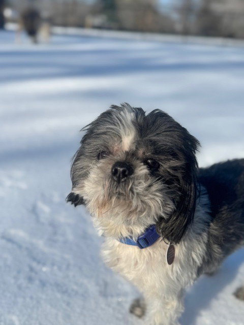 Muppet (M)