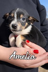 Amelia