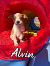 Alvin