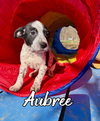 Aubree