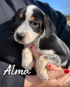 Alma