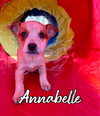 Annabelle
